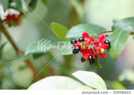 米老鼠樹花 30946693