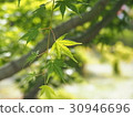新鮮的綠色秋葉 30946696