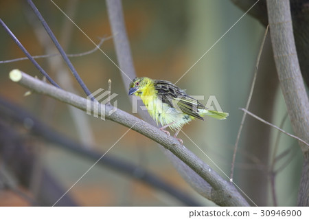 Minami Mengata Hataori 30946900