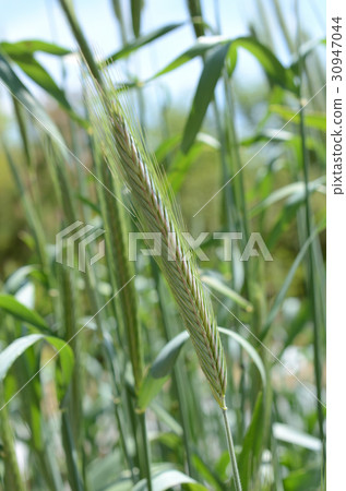 黑麥和黑麥 30947044