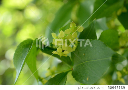 Nishikigi·Nishiki花 Nishikigi·Nishiki花 30947189