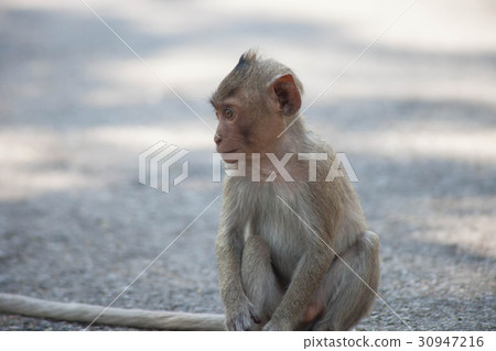 Cute monkey 30947216