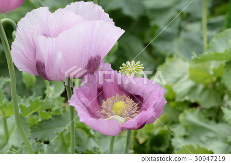 Atsumijushi · Atsumi poacher's flower, Morning purple color flower. 30947219