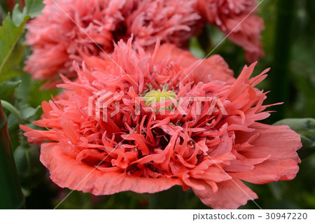 Poppy · poppy flower, red. Yae Somniferum species 30947220