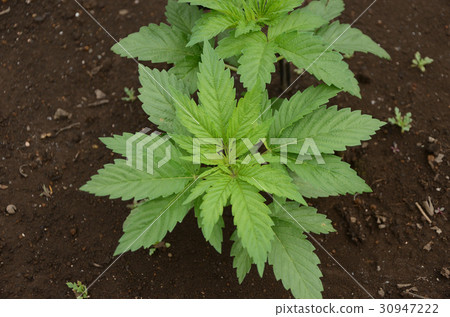 大麻草 照片素材 圖片 圖庫