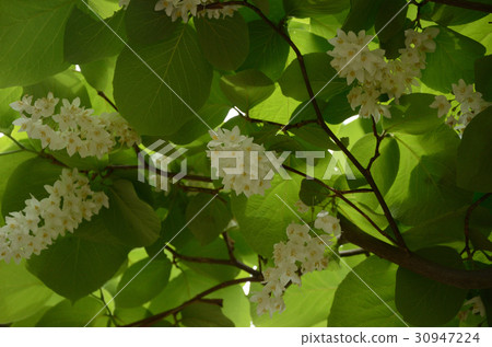 Hakoununbok·白雲樹花 30947224