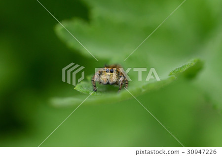 看這隻貓飛行Torigumo貓蜘蛛的貓 30947226