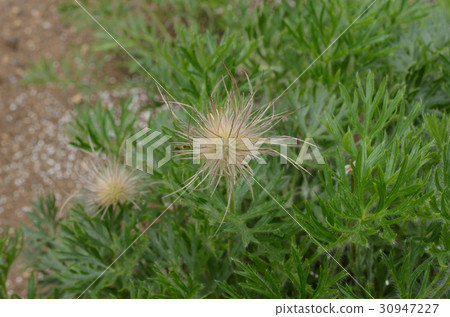 Okinagusa·西方牧師 Okinagusa·西方牧師 30947227