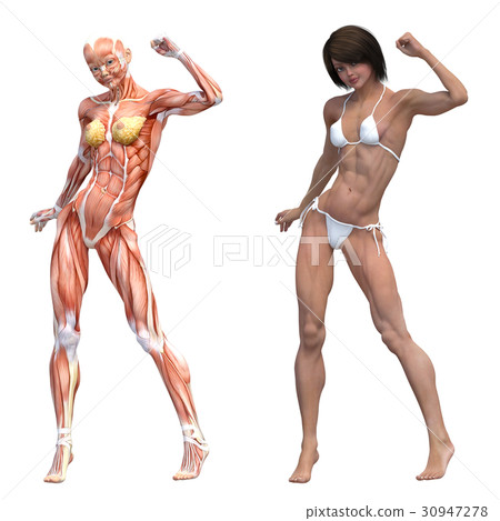 Female dissection muscle macho 3DCG illustration material 30947278