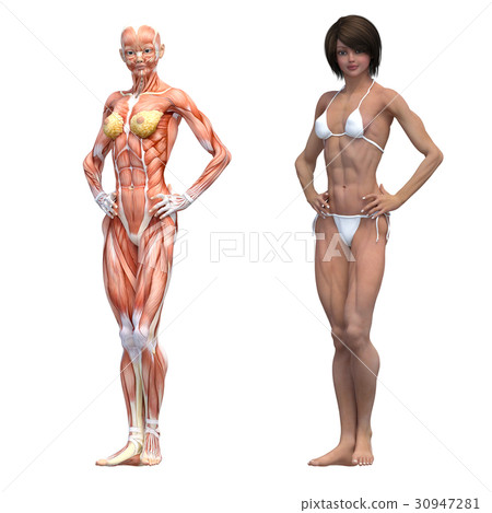 76,488 Woman Ab Muscle Images, Stock Photos, 3D objects, & Vectors