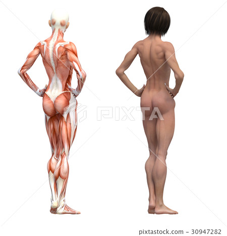 Female dissection muscle macho 3DCG illustration material 30947282
