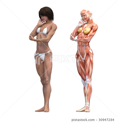 Female dissection muscle macho 3DCG illustration material 30947284