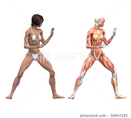 Female dissection muscle macho 3DCG illustration material 30947285