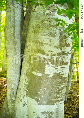 Bubble fresh green Bubble fresh green 30947332