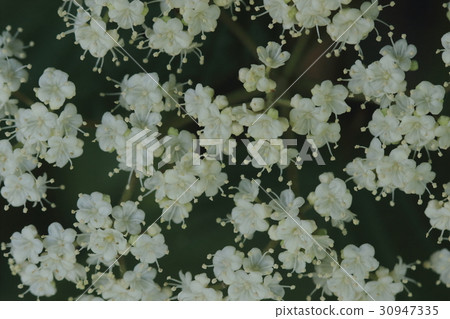 Natural plant catfish, in the early summer when sweaty morning begins, I attach a lot of small cute flowers to the branches 30947335