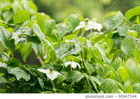 Pokeweed flower 30947344