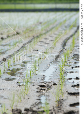 Paddy field rice field agriculture primary industry sixth industry Paddy field rice field agriculture primary industry sixth industry 30947366