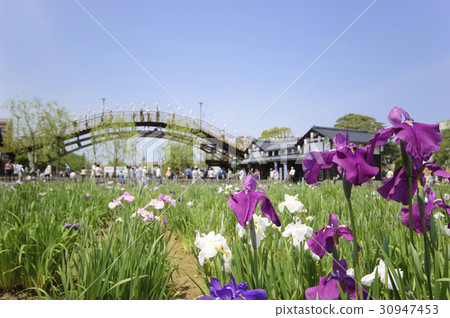 Itako City Ayame Festival 30947453