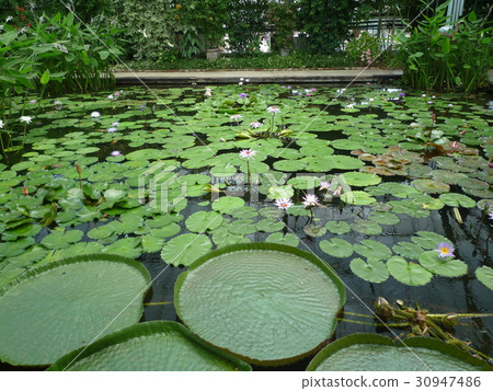 蓮花 30947486