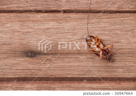 Dead cockroaches Dead cockroaches 30947664
