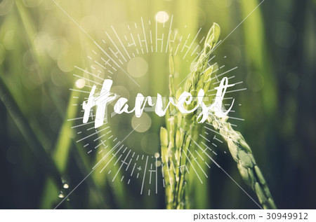 Alternative Farming Sustainable Nature Concept 30949912