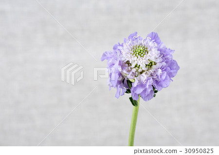 The flowers 023 The flowers 023 30950825