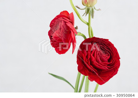 The flowers 009 The flowers 009 30950864