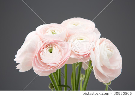 The flowers 083 The flowers 083 30950866