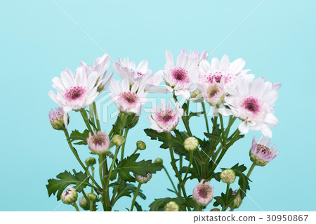 The flowers 019 The flowers 019 30950867