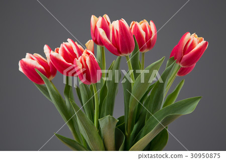 The flowers 089 30950875