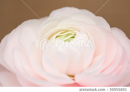 The flowers 037 The flowers 037 30950891