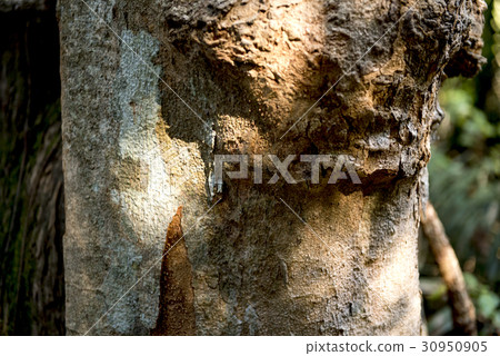 Nature Growth Environment Green Ecology Nature Growth Environment Green Ecology 30950905