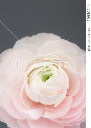 The flowers 005 The flowers 005 30950944