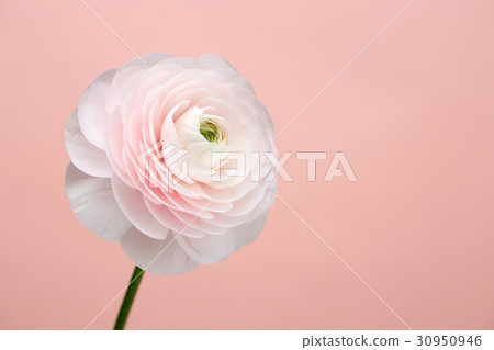 The flowers 051 The flowers 051 30950946