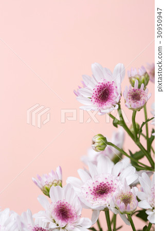 The flowers 021 The flowers 021 30950947