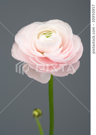 The flowers 028 The flowers 028 30950957