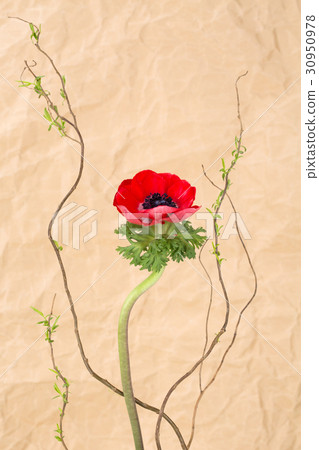 The flowers 039 The flowers 039 30950978