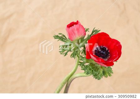 The flowers 012 30950982