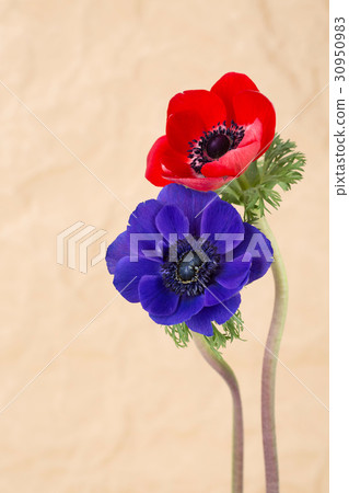 The flowers 013 The flowers 013 30950983