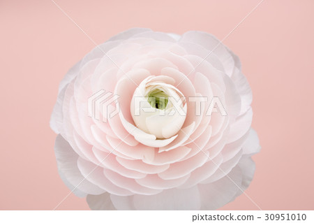The flowers 020 30951010