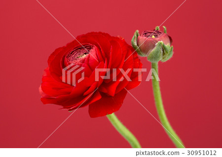The flowers 087 The flowers 087 30951012