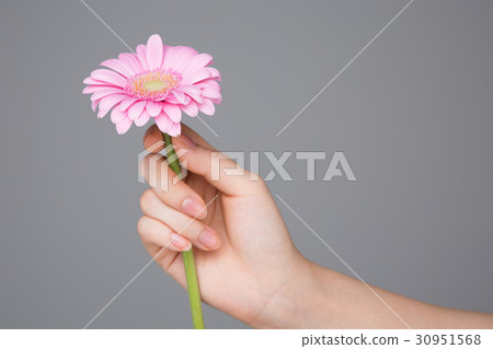 The flowers 202 The flowers 202 30951568