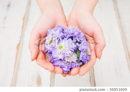 The flowers 246 The flowers 246 30951609