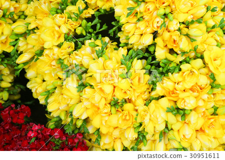 The flowers 248 The flowers 248 30951611
