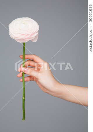 The flowers 234 The flowers 234 30951636