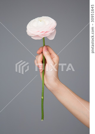 The flowers 240 30951645