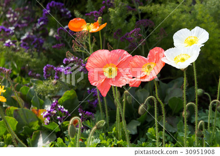 Spring 013 Spring 013 30951908