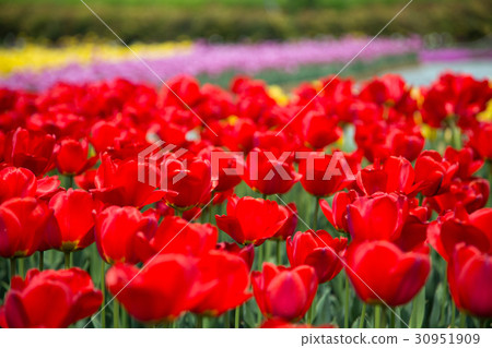 Spring 001 Spring 001 30951909