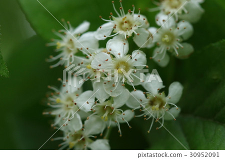 天然植物Kamatsuka，白色的花朵在五月的陽光下閃耀 30952091