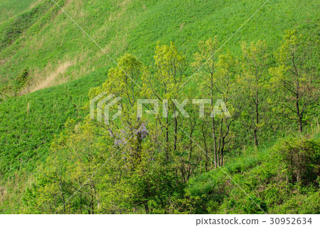 Early summer of the plateau 30952634